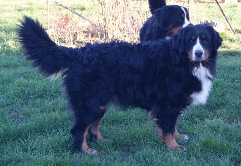 Didi vom  durrbachler  wald