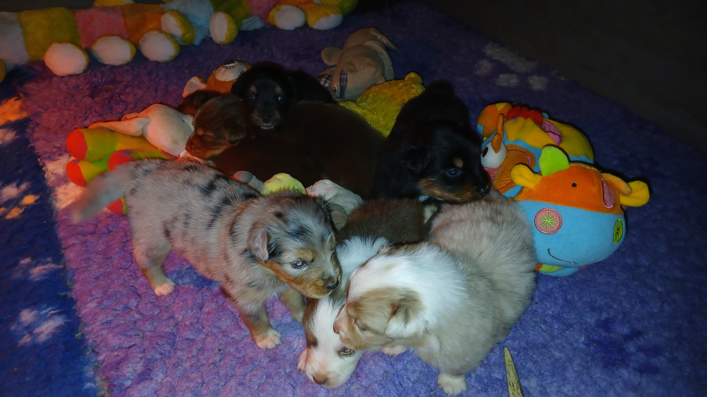 Chiot Berger Australien du Confin de la Nied