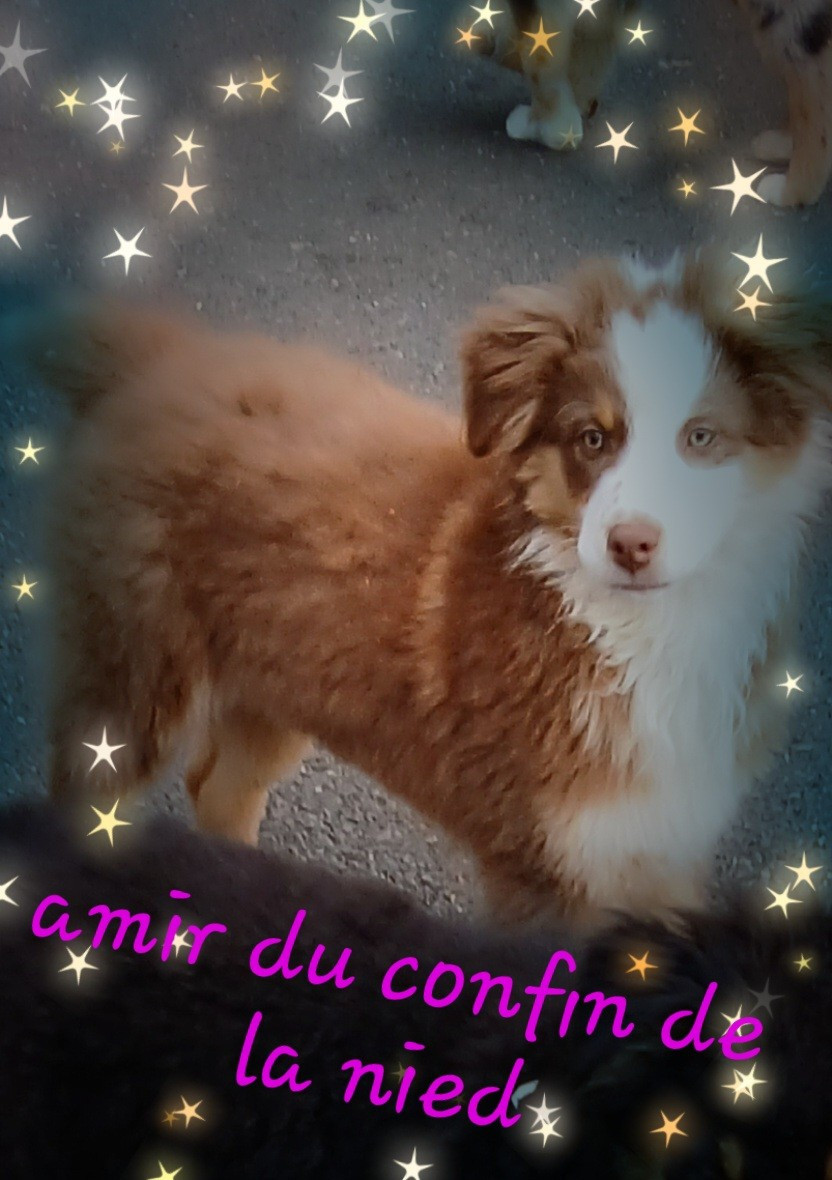 du Confin de la Nied - Chiots disponibles - Berger Australien