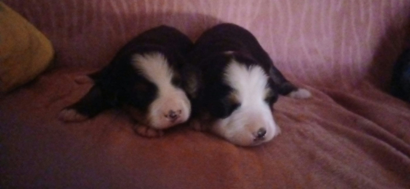 du Confin de la Nied - Chiots disponibles - Bouvier Bernois