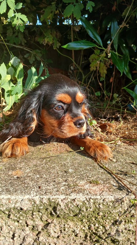 du Confin de la Nied - Chiots disponibles - Cavalier King Charles Spaniel