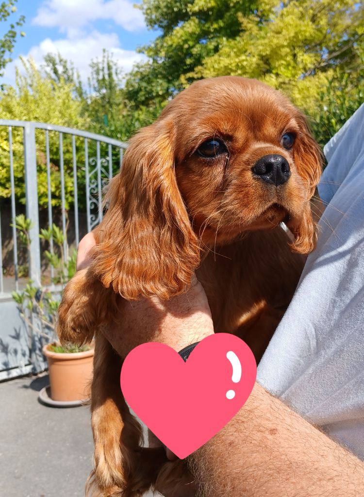 du Confin de la Nied - Chiots disponibles - Cavalier King Charles Spaniel