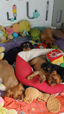 CHIOT 5 ruby