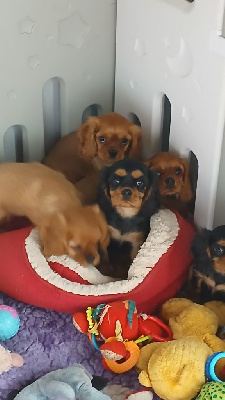 CHIOT 4 noir /feu